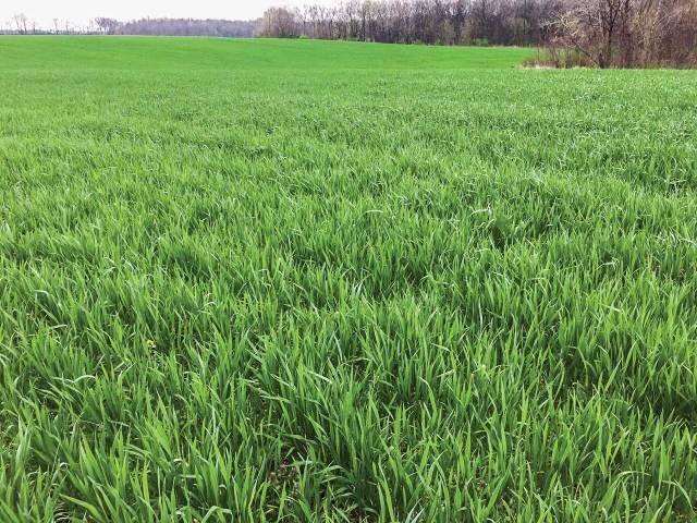 Illinois cover crop adoption nearly doubles